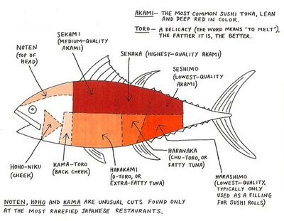 bluefin-tuna-sushi-anatomy
